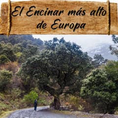 Bosque de encinas en Sierra Nevada